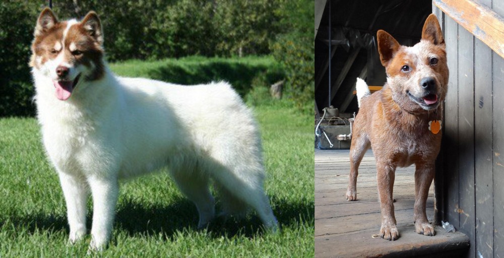 Red Heeler vs Canadian Eskimo Dog - Breed Comparison