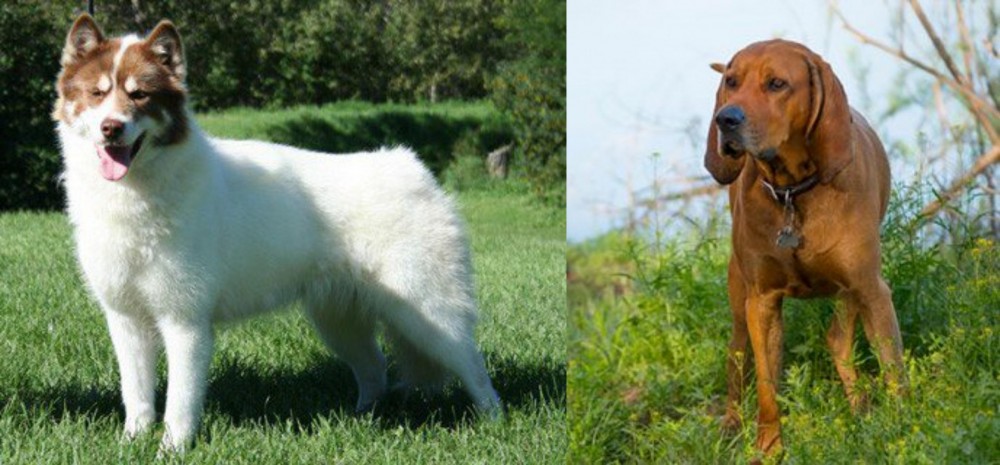 Redbone Coonhound vs Canadian Eskimo Dog - Breed Comparison