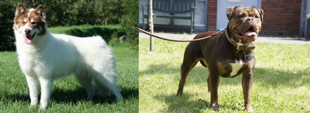 Renascence Bulldogge vs Canadian Eskimo Dog - Breed Comparison