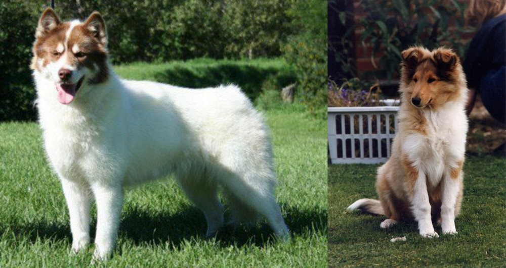 Rough Collie vs Canadian Eskimo Dog - Breed Comparison