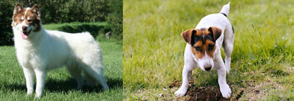 Russell Terrier vs Canadian Eskimo Dog - Breed Comparison