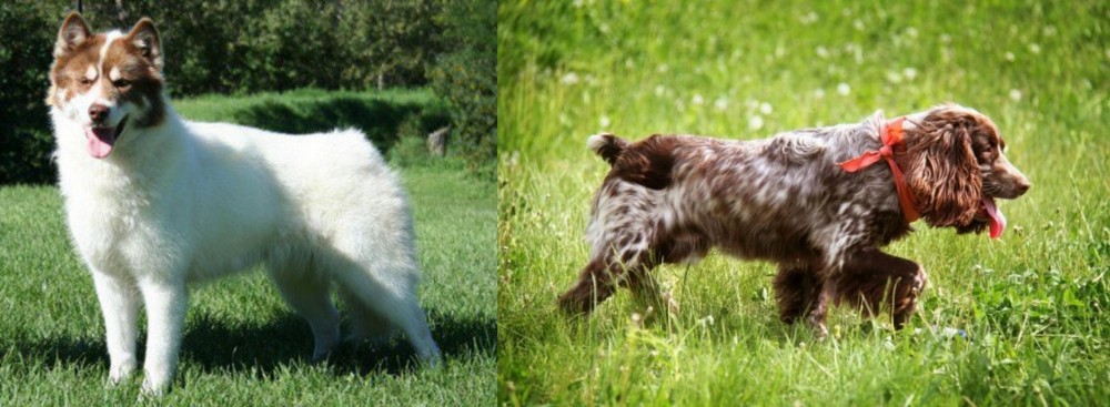 Russian Spaniel vs Canadian Eskimo Dog - Breed Comparison