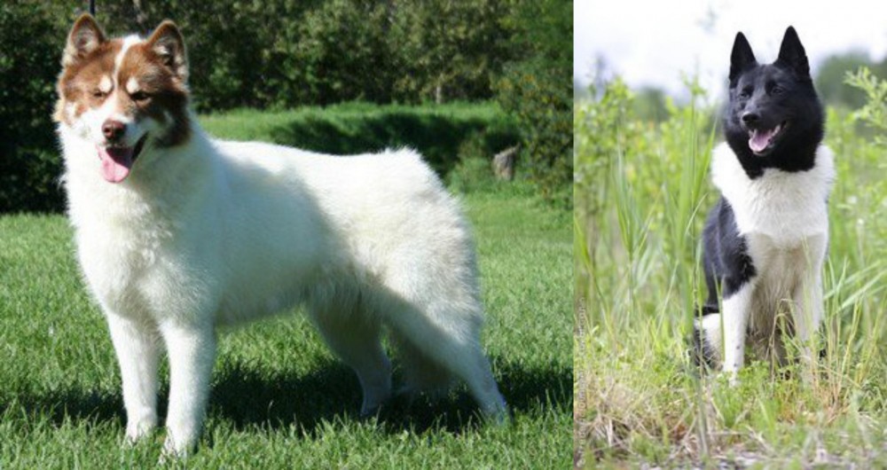Russo-European Laika vs Canadian Eskimo Dog - Breed Comparison