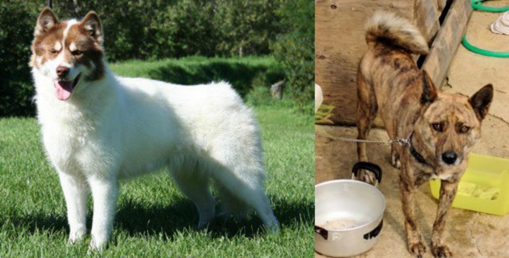 Ryukyu Inu vs Canadian Eskimo Dog - Breed Comparison