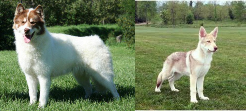 Saarlooswolfhond vs Canadian Eskimo Dog - Breed Comparison
