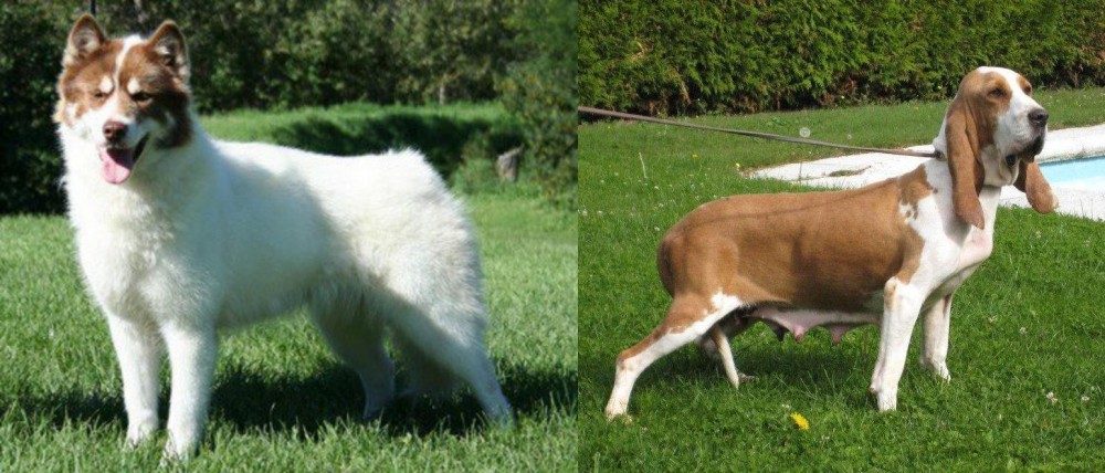Sabueso Espanol vs Canadian Eskimo Dog - Breed Comparison
