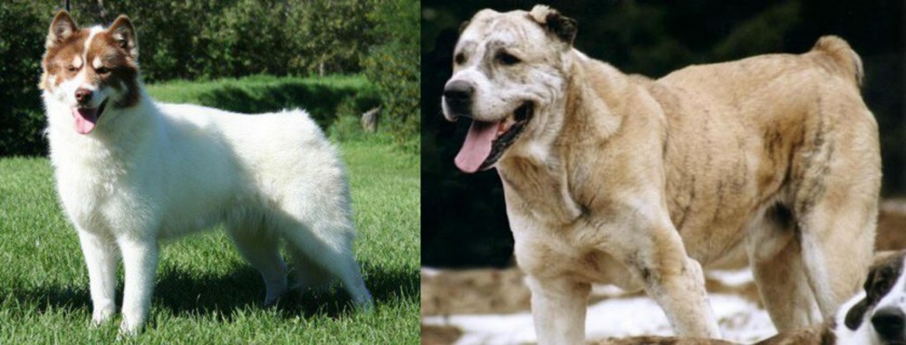 Sage Koochee vs Canadian Eskimo Dog - Breed Comparison