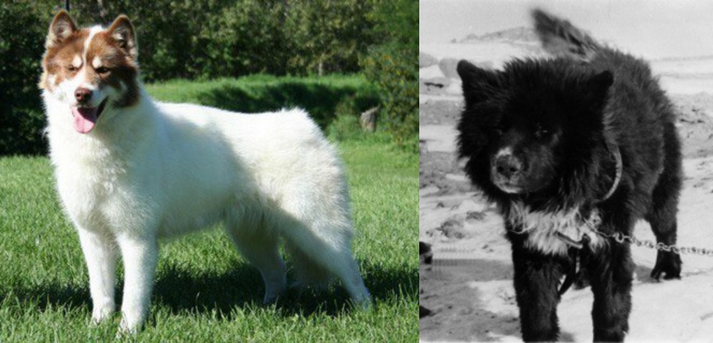 Sakhalin Husky vs Canadian Eskimo Dog - Breed Comparison