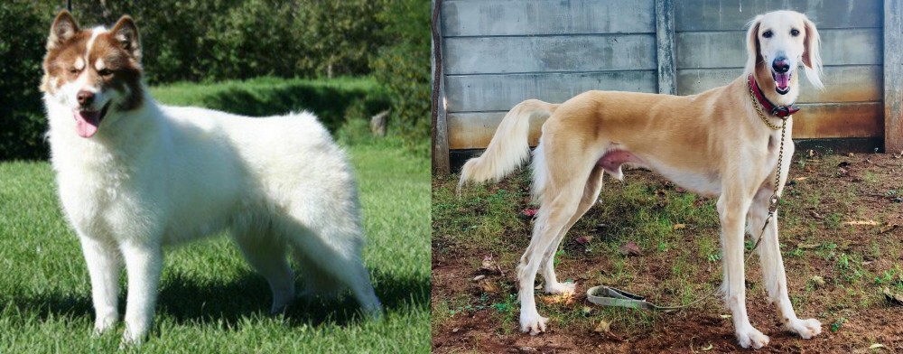 Saluki vs Canadian Eskimo Dog - Breed Comparison