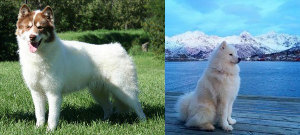 Samoyed vs Canadian Eskimo Dog - Breed Comparison