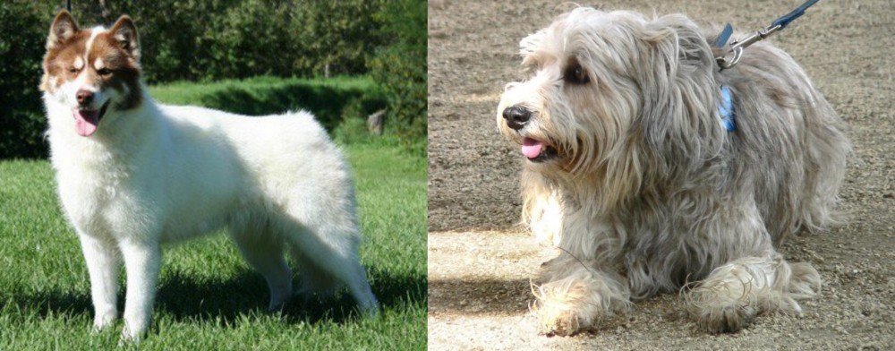 Sapsali vs Canadian Eskimo Dog - Breed Comparison