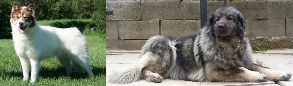 Sarplaninac vs Canadian Eskimo Dog - Breed Comparison