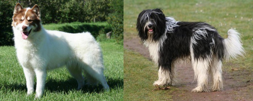 Schapendoes vs Canadian Eskimo Dog - Breed Comparison