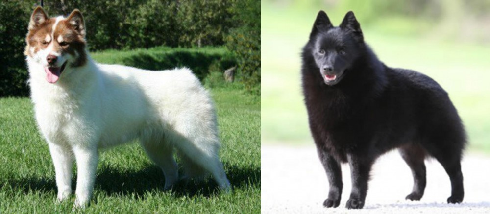 Schipperke vs Canadian Eskimo Dog - Breed Comparison