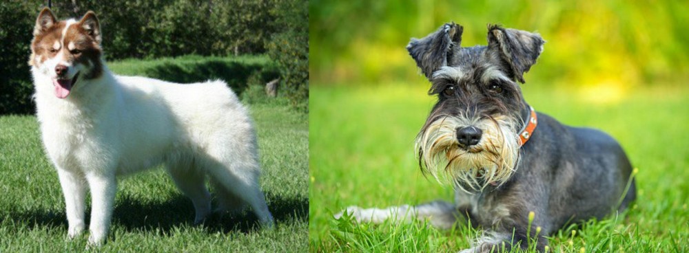 Schnauzer vs Canadian Eskimo Dog - Breed Comparison