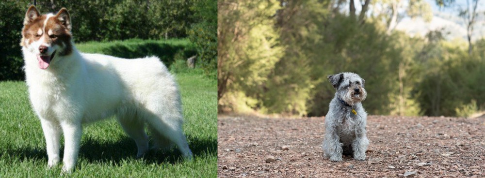 Schnoodle vs Canadian Eskimo Dog - Breed Comparison
