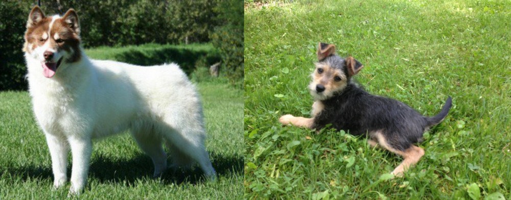 Schnorkie vs Canadian Eskimo Dog - Breed Comparison