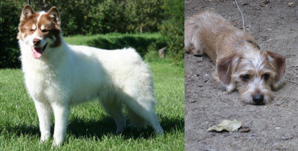 Schweenie vs Canadian Eskimo Dog - Breed Comparison