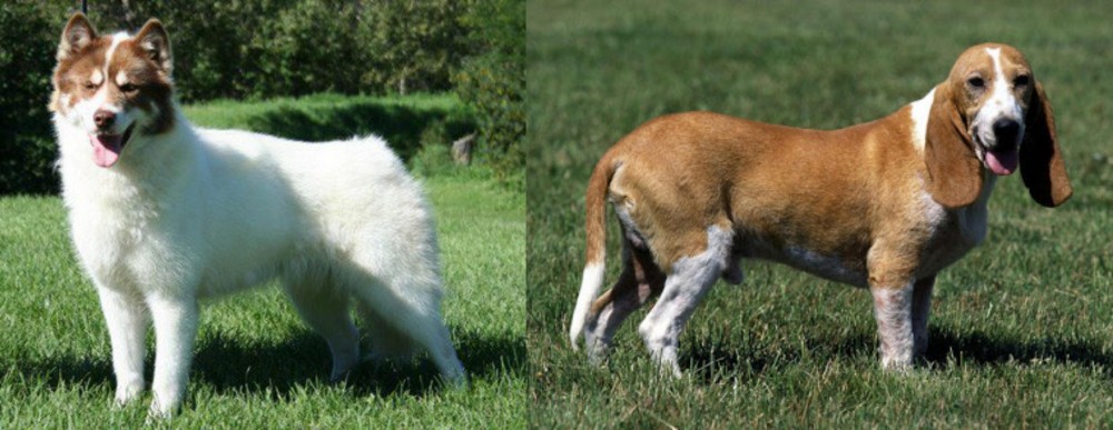 Schweizer Niederlaufhund vs Canadian Eskimo Dog - Breed Comparison