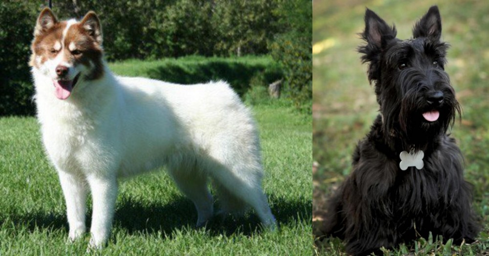 Scoland Terrier vs Canadian Eskimo Dog - Breed Comparison
