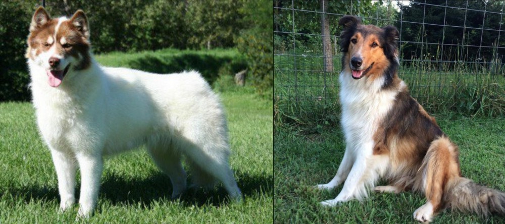 Scotch Collie vs Canadian Eskimo Dog - Breed Comparison