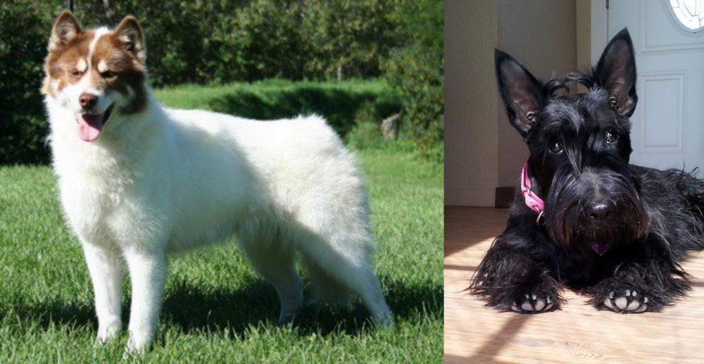 Scottish Terrier vs Canadian Eskimo Dog - Breed Comparison