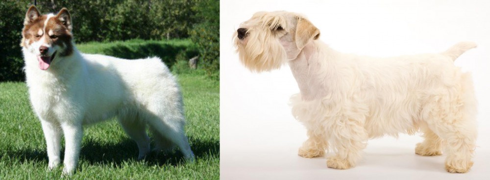 Sealyham Terrier vs Canadian Eskimo Dog - Breed Comparison