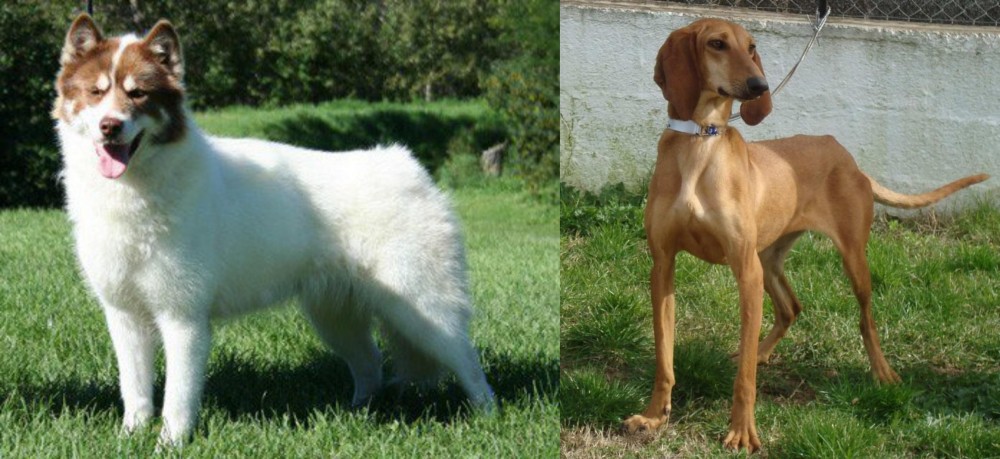 Segugio Italiano vs Canadian Eskimo Dog - Breed Comparison