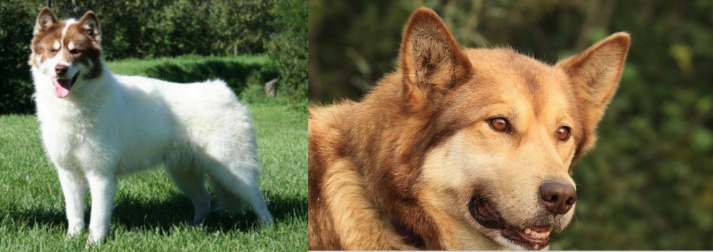 Seppala Siberian Sleddog vs Canadian Eskimo Dog - Breed Comparison
