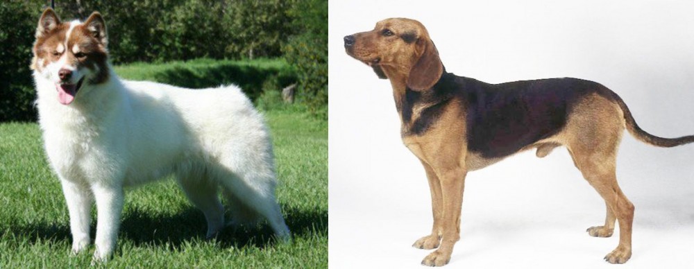 Serbian Hound vs Canadian Eskimo Dog - Breed Comparison