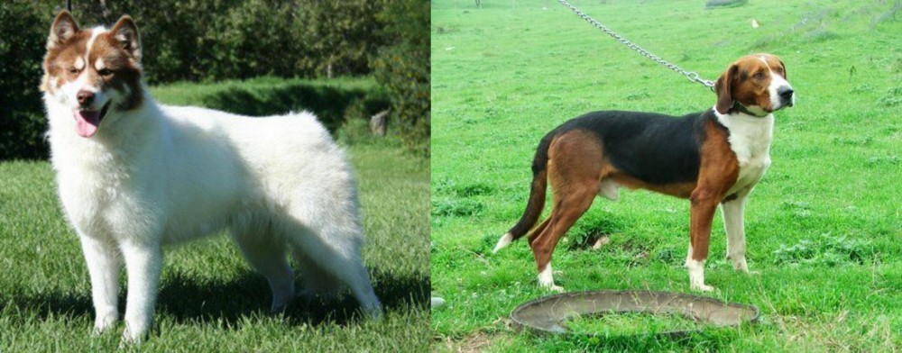 Serbian Tricolour Hound vs Canadian Eskimo Dog - Breed Comparison