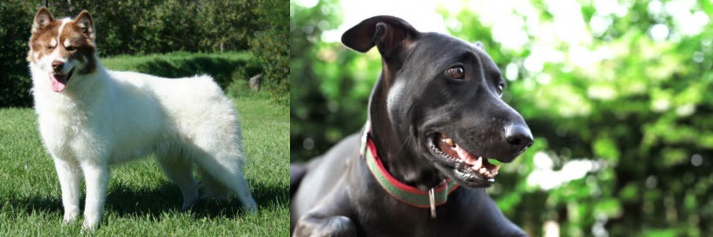 Shepard Labrador vs Canadian Eskimo Dog - Breed Comparison