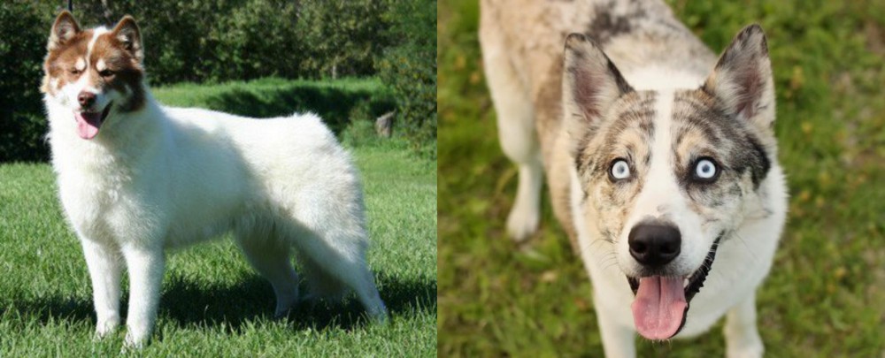 Shepherd Husky vs Canadian Eskimo Dog - Breed Comparison