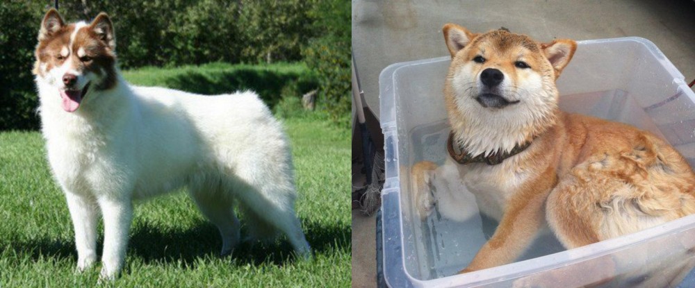 Shiba Inu vs Canadian Eskimo Dog - Breed Comparison