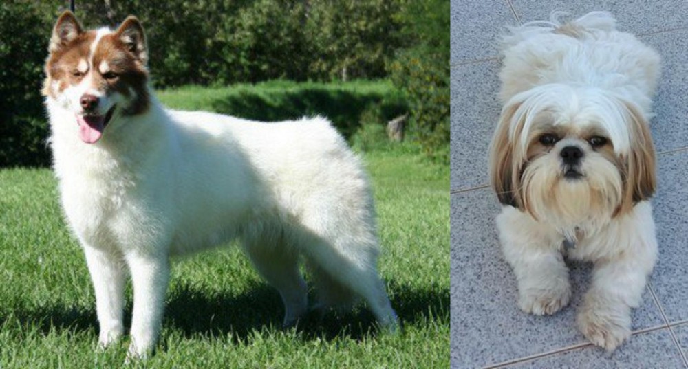 Shih Tzu vs Canadian Eskimo Dog - Breed Comparison