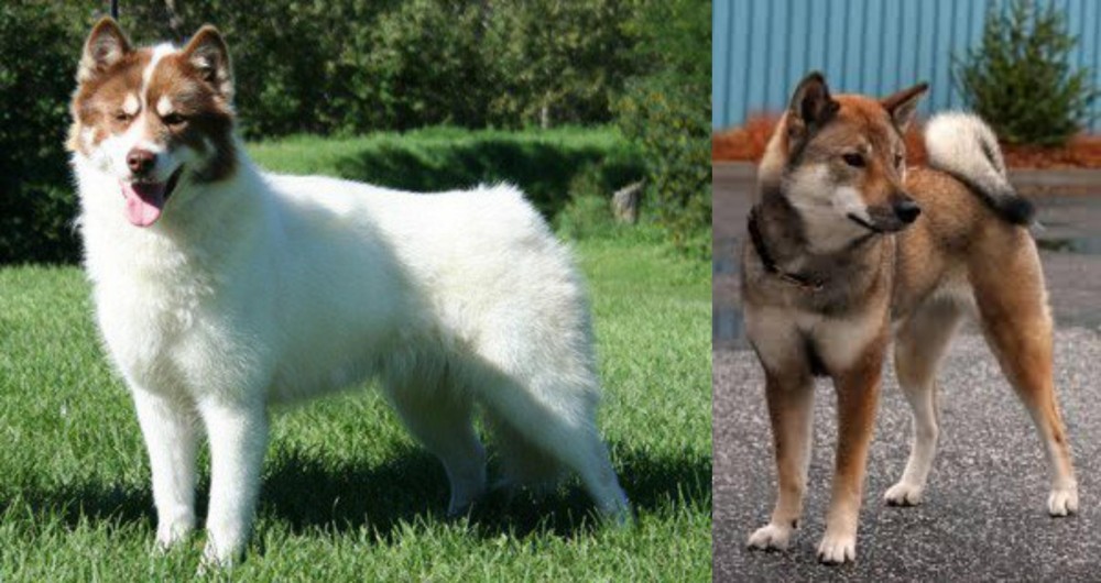 Shikoku vs Canadian Eskimo Dog - Breed Comparison