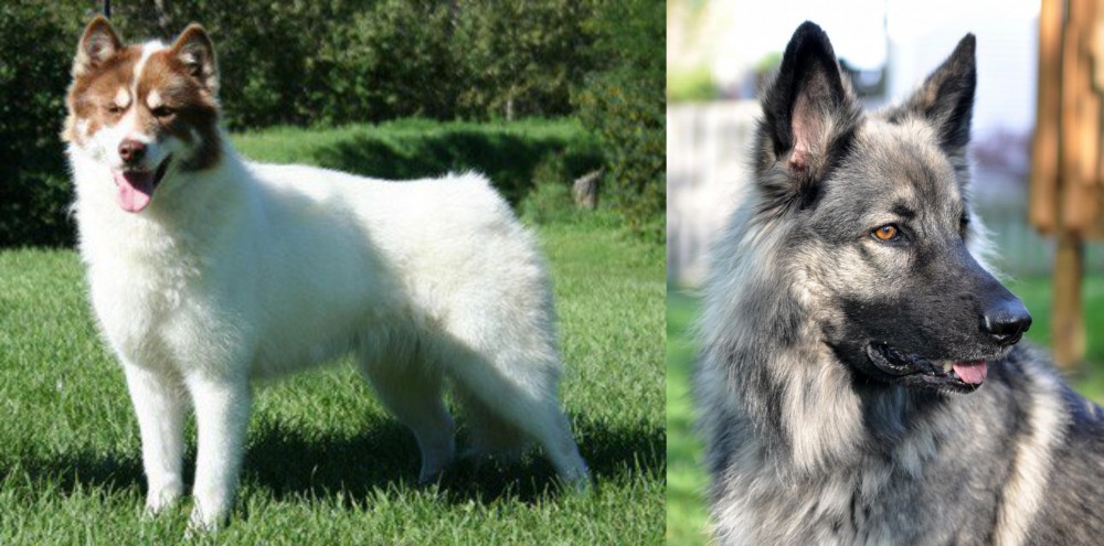 Shiloh Shepherd vs Canadian Eskimo Dog - Breed Comparison