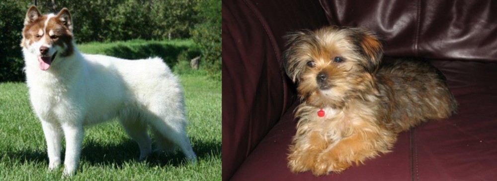 Shorkie vs Canadian Eskimo Dog - Breed Comparison