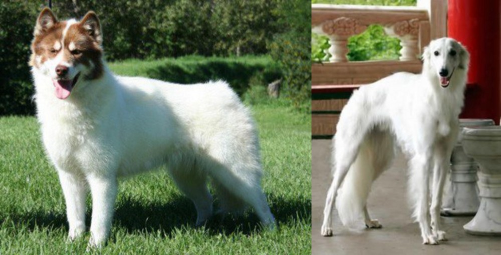 Silken Windhound vs Canadian Eskimo Dog - Breed Comparison