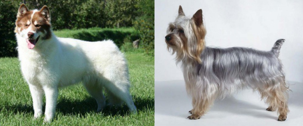 Silky Terrier vs Canadian Eskimo Dog - Breed Comparison