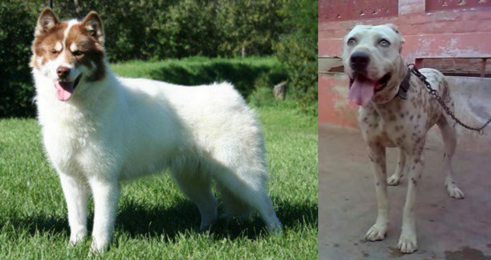 Sindh Mastiff vs Canadian Eskimo Dog - Breed Comparison