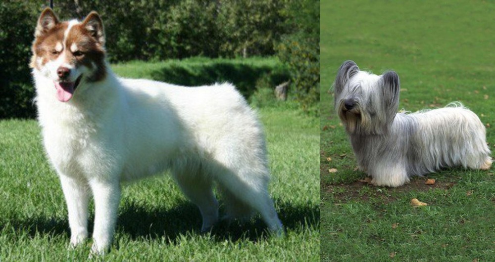 Skye Terrier vs Canadian Eskimo Dog - Breed Comparison