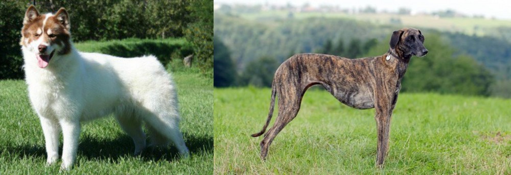Sloughi vs Canadian Eskimo Dog - Breed Comparison