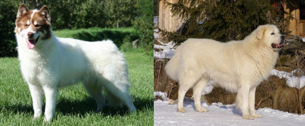 Slovak Cuvac vs Canadian Eskimo Dog - Breed Comparison