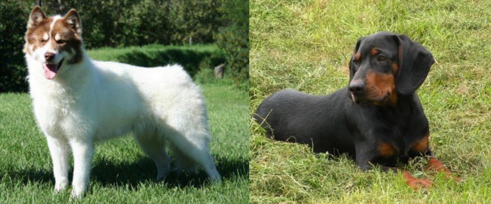 Slovakian Hound vs Canadian Eskimo Dog - Breed Comparison