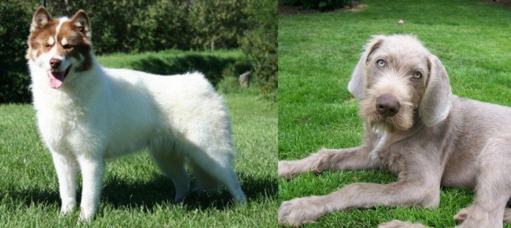 Slovakian Rough Haired Pointer vs Canadian Eskimo Dog - Breed Comparison