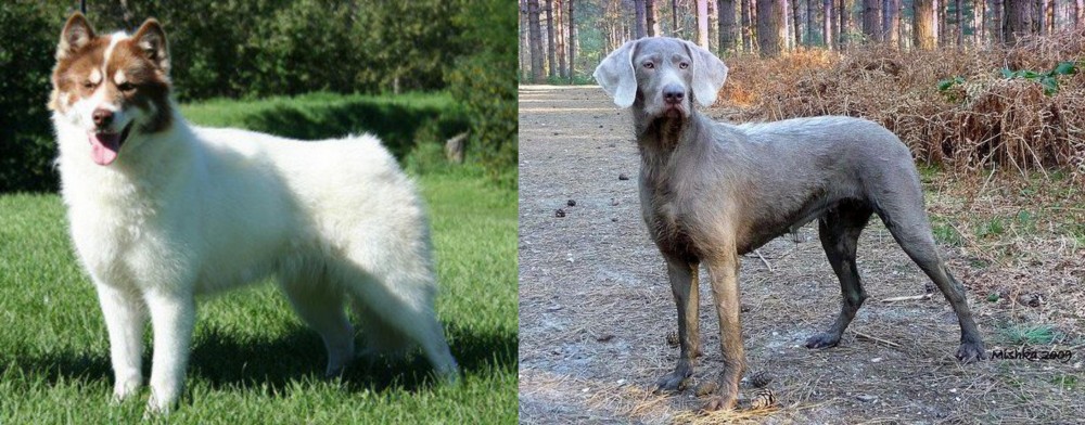 Slovensky Hrubosrsty Stavac vs Canadian Eskimo Dog - Breed Comparison
