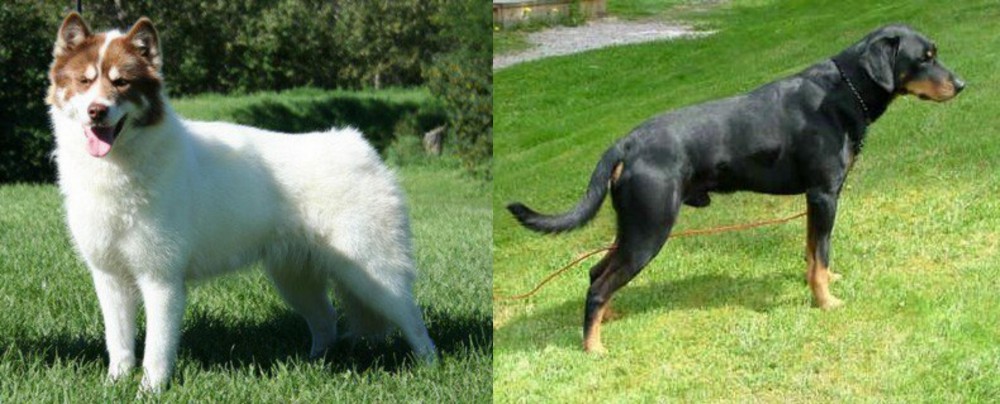 Smalandsstovare vs Canadian Eskimo Dog - Breed Comparison
