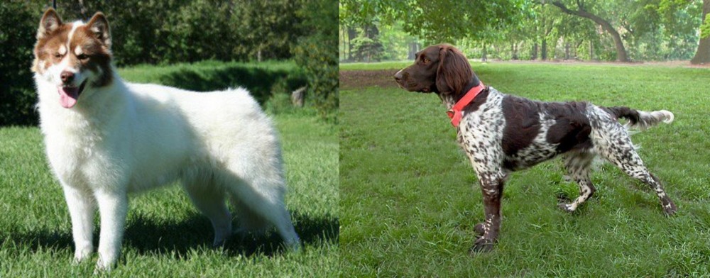 Small Munsterlander vs Canadian Eskimo Dog - Breed Comparison