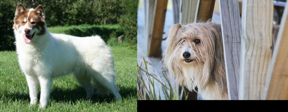 Smithfield vs Canadian Eskimo Dog - Breed Comparison